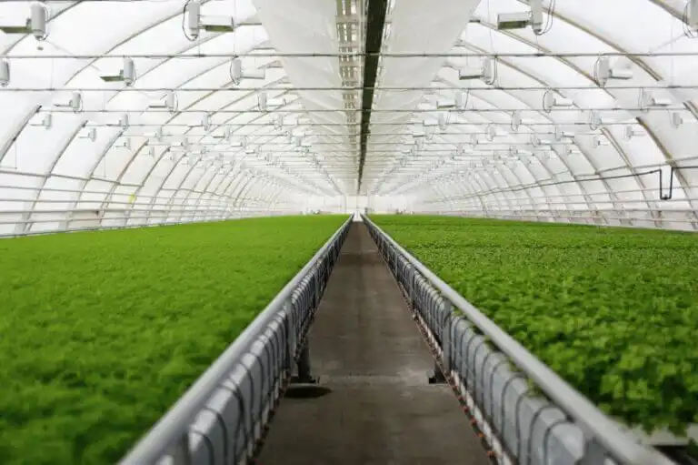 Serre maraîchère avec irrigation pilotée par un système ULF améliorant la mouillabilité de l’eau et l’efficacité de l’arrosage